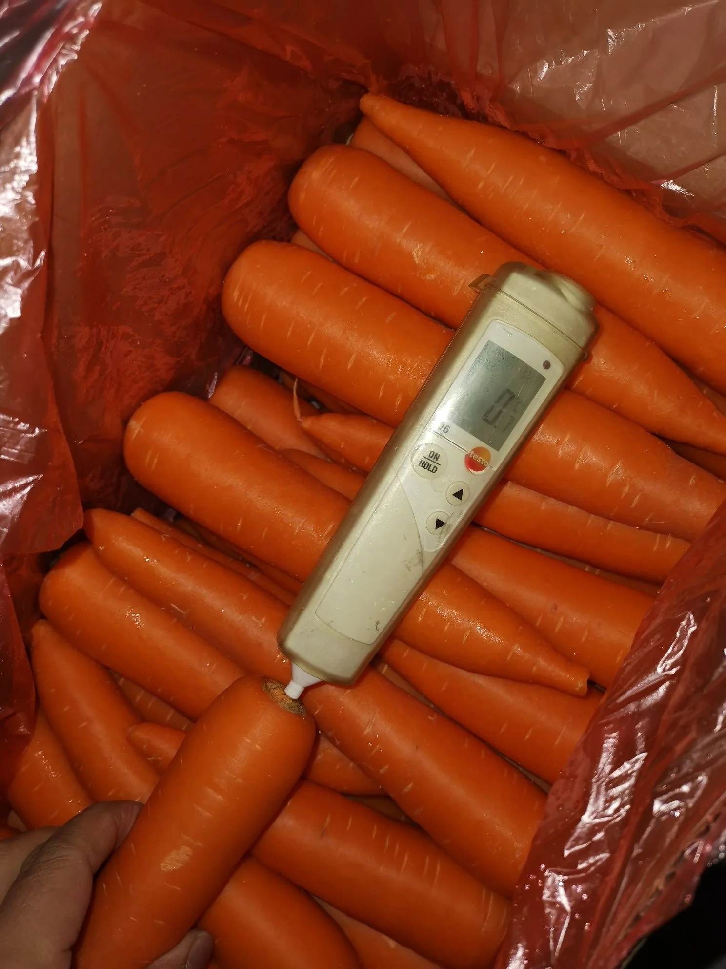 Китайская свежая морковка (Шаньдун)