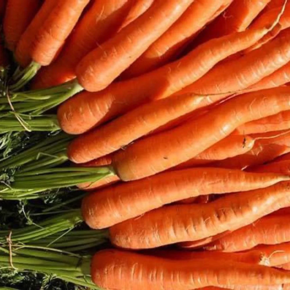 Natural Sweet Fresh Carrots Common Cultivation Export Quality Orange From Vietnam Manufacture