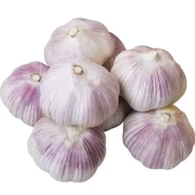 Chinese Fresh Garlic  Exporter High Quality Garlic Supplier in China  Shangdong White Garlic 6 cm