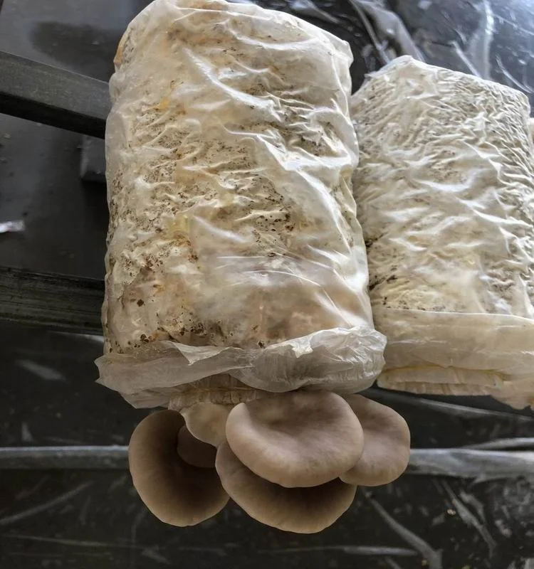 
Wholesale Fresh Grey Oyster Mushroom Spawn 