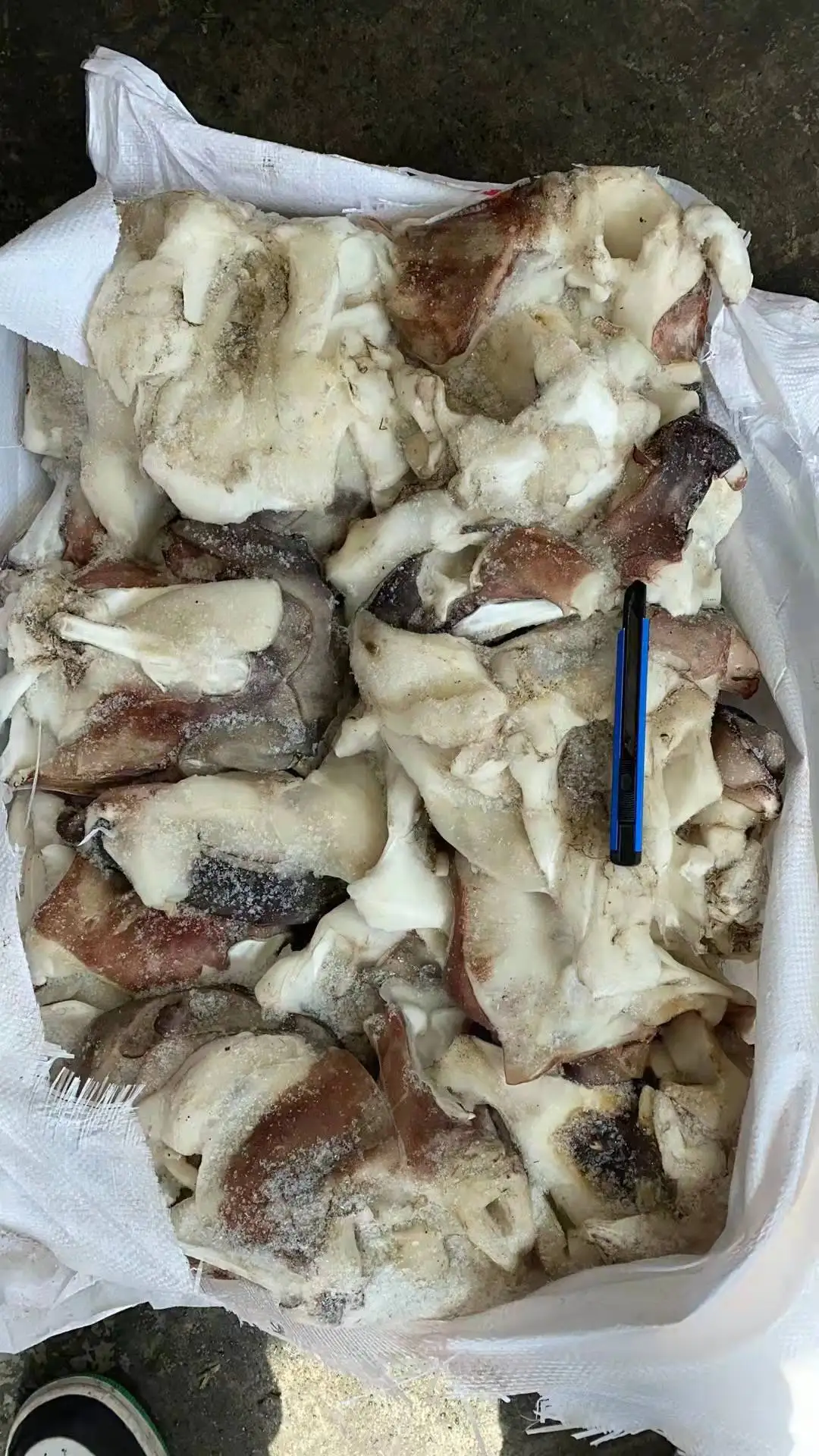 Hot sale good price giant squid neck for export