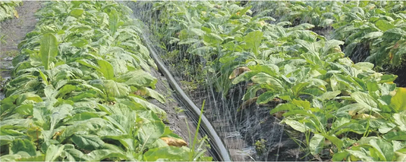 Китай низкая цена новая микрокапельная лента для орошения