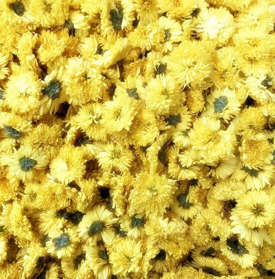 Natural Dry Chrysanthemum Flower Tea Chinese Dried Golden Blooming Factory Wholesale