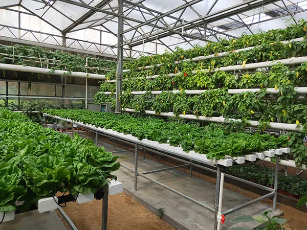 Multi-span venlo greenhouse hydroponic growing systems