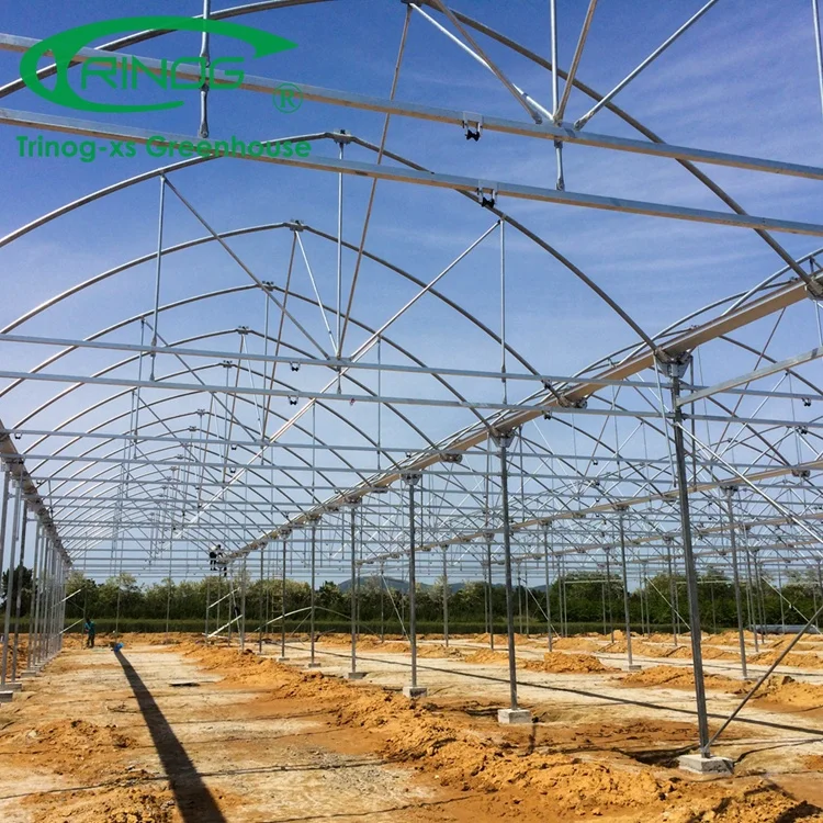 Trinog Greenhouse Multi-span agricultural vertical hydroponic farming poly tunnel greenhouse for agriculture farm