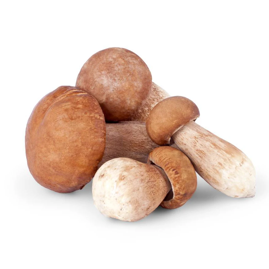 
Factory Price Premium Quality Edible Dried delicious boletus 