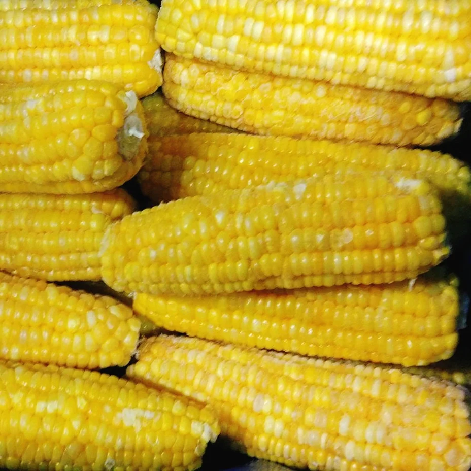 IQF Certified Frozen Vegetables Fresh Sweet Crispy Corn on the Cob in Bulk Whole and Blanched