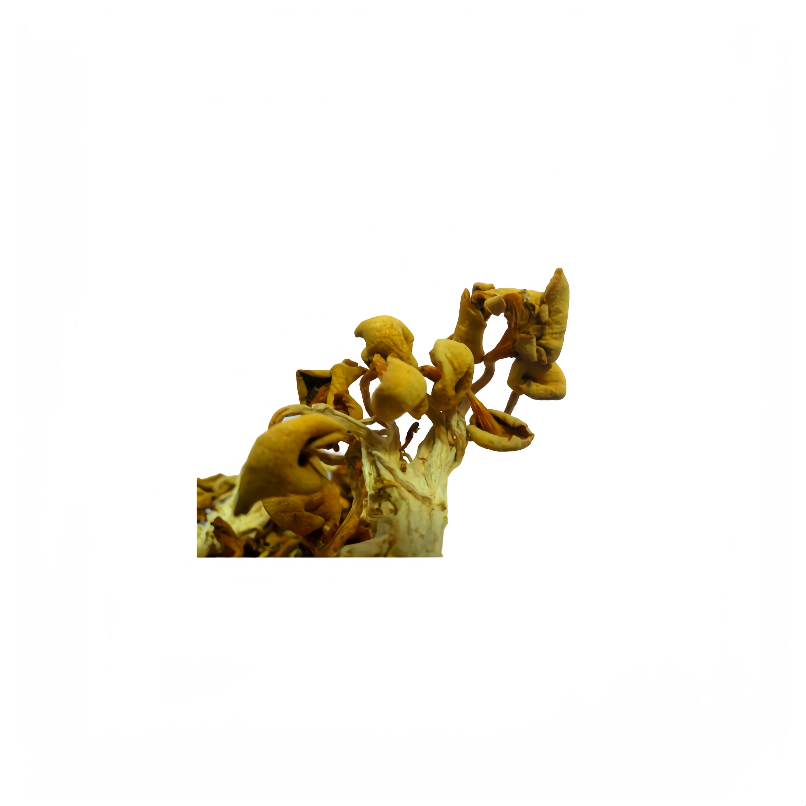 Dried Elm Mushroom Style Tricholoma Matsutake