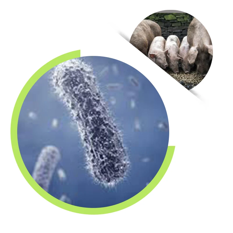 wholesale price high quality bacillus coagulans probiotic powder for snacks food