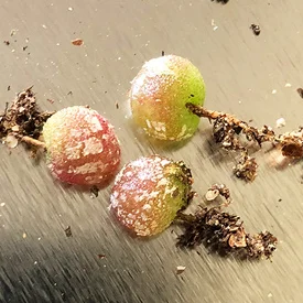 Indoor perennial nature product Succulent plant Aizoaceae Conophytum