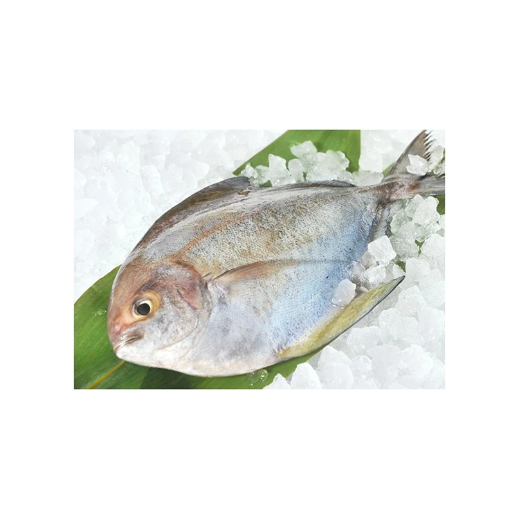 
Special Design Widely Used Frozen Whole Black Pomfret Best Price 