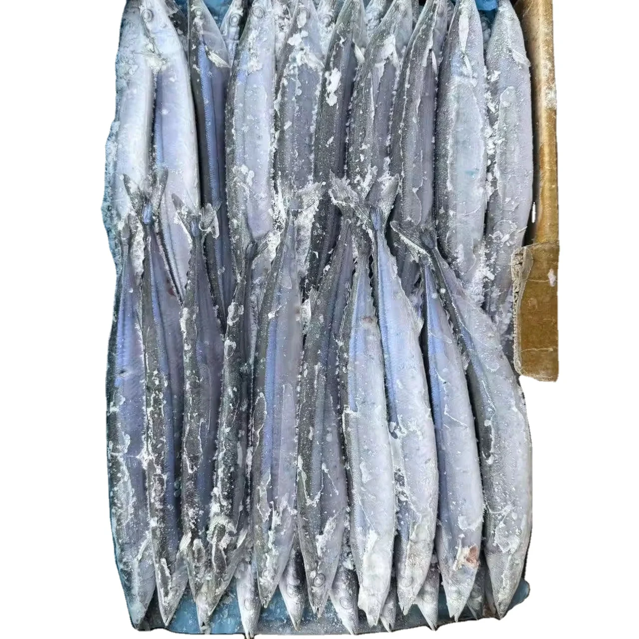 Cololabis saira замороженная Тихоокеанская рыба сайры на экспорт