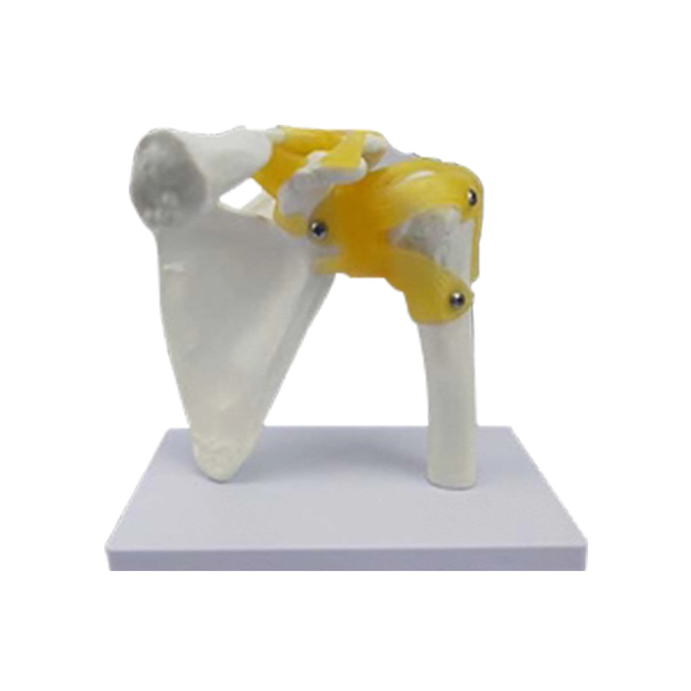 Medical Science Anatomy Model Human Skeleton Model Shoulder Joint Skeleton Model
