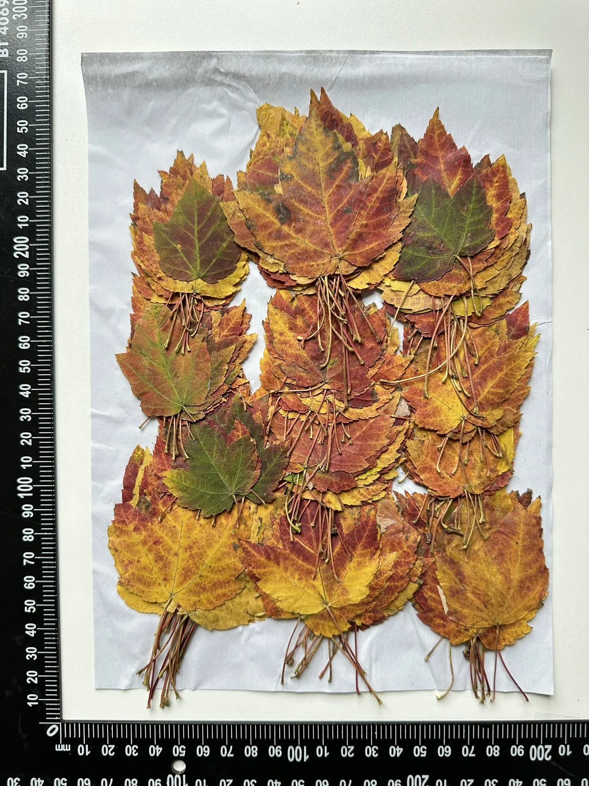 1000pcs/pack Swamp Maple Leaf Autumn Color Series Pressed Leaf For Photo Paint Frame