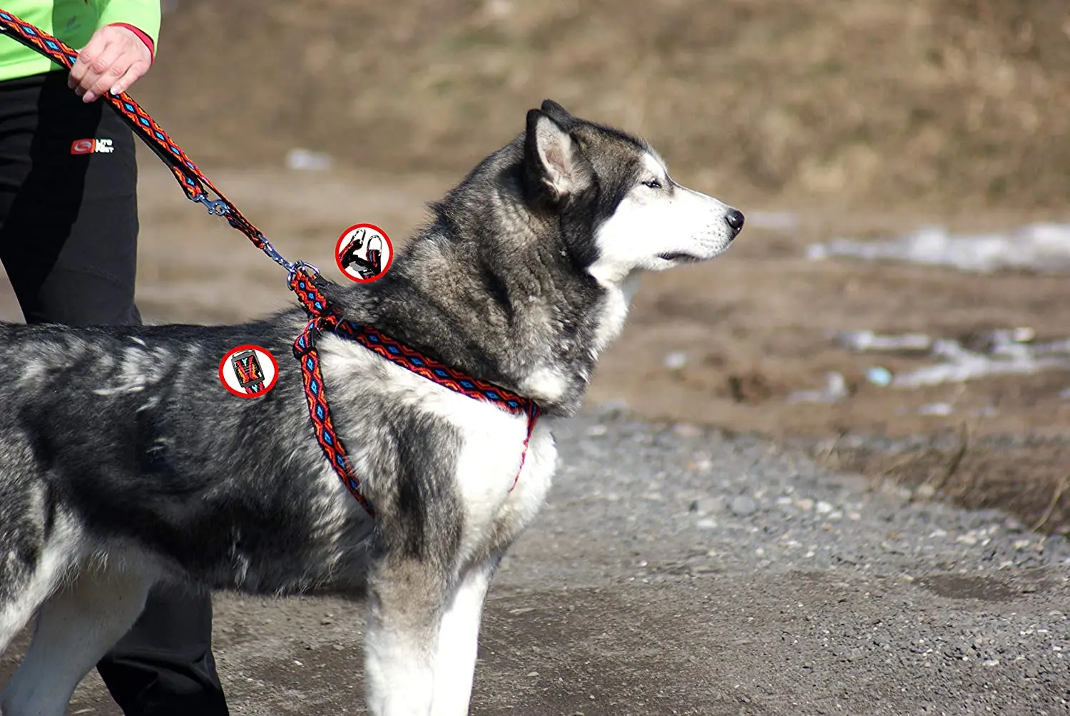 Ancient collar is suitable for dogs with tape durable training pet leash good for camping