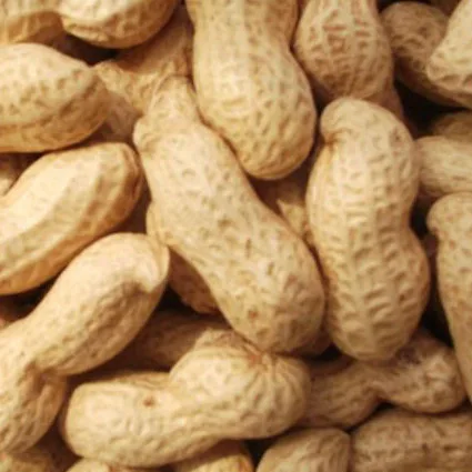 Red peanut blanched peanut kernels Bold Peanuts Blanched Peanuts Raw Peanut in Shell
