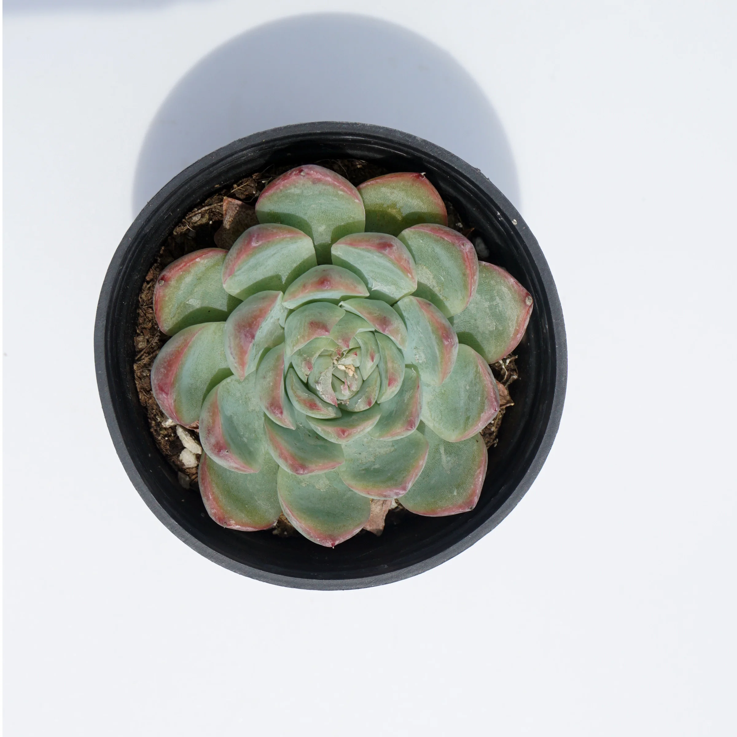 house plants wholesale suculentas natural variegated rare echeveria succulent plants