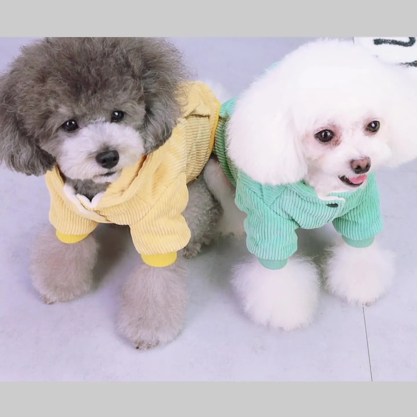 Hoodie Sweatshirts Luxury Corduroy Winter Dog Clothes for Small Pet Coat Clothing Puppy Cat