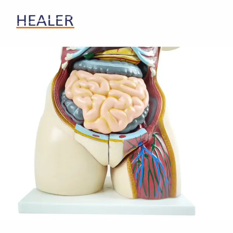 Human Half Body Manikin Organ Teaching Model, Anatomical Human Body Torso Anatomy Model