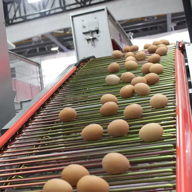 New Chicken Poultry Layers Cage with Automatic Egg Collection Belt Equipment for Poultry Breeding and Farm Use