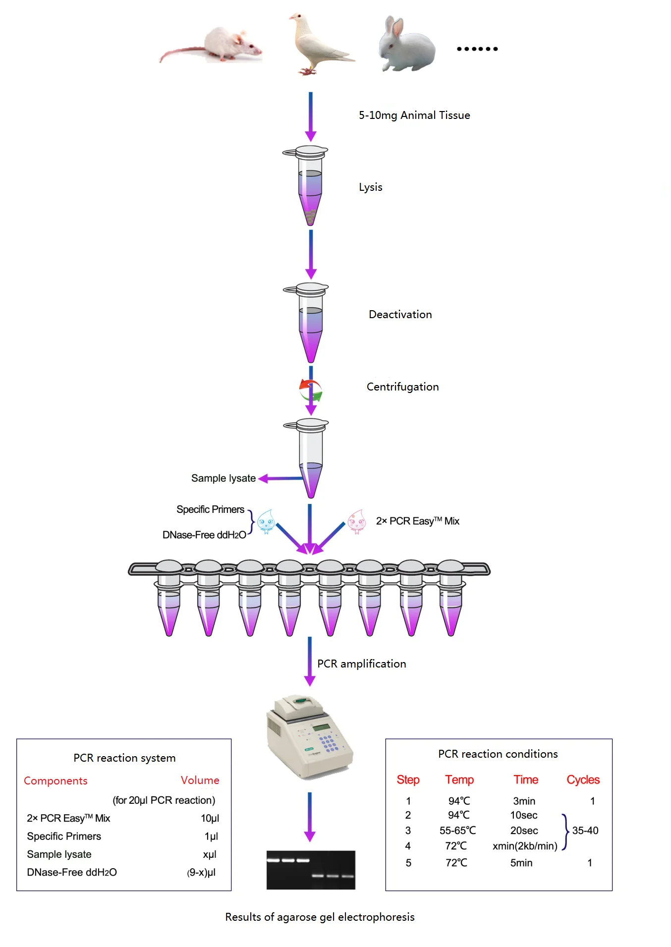 Animal Tissue Direct PCR kit-UNG