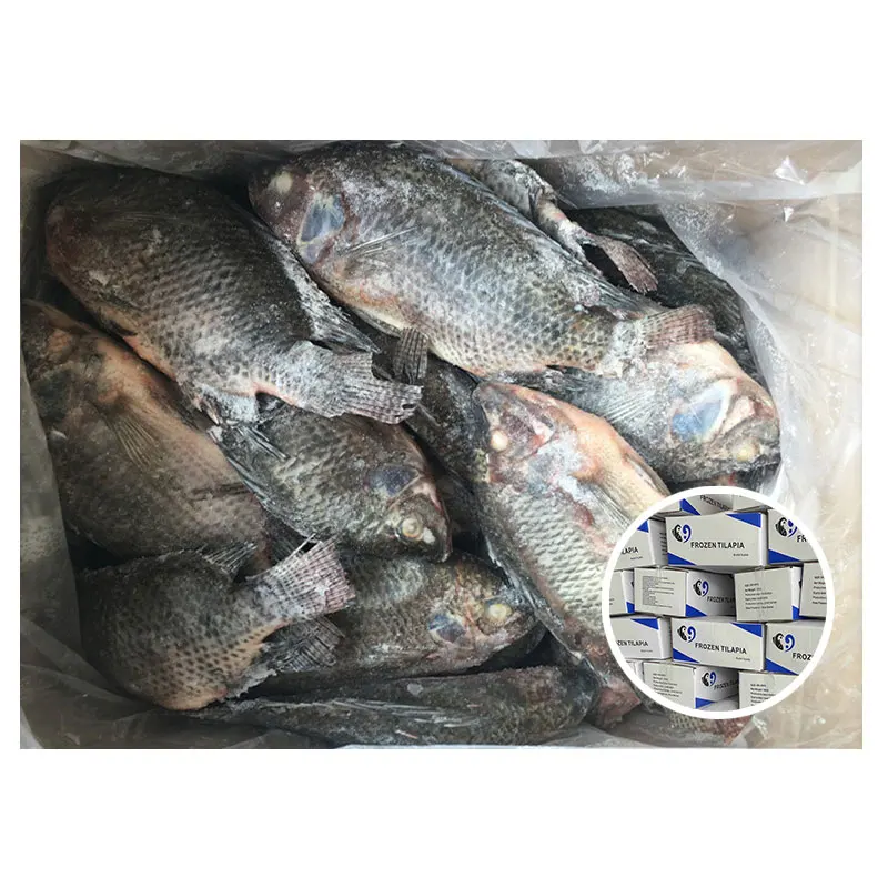 Свежая черная Тилапия, поперечная Тилапия, рыба, покупатель, замороженная цельная круглая Органическая Живая рыба Тилапия оптом