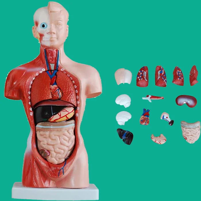 Human Torso Model with 15 Parts, Anatomy Trunk Model