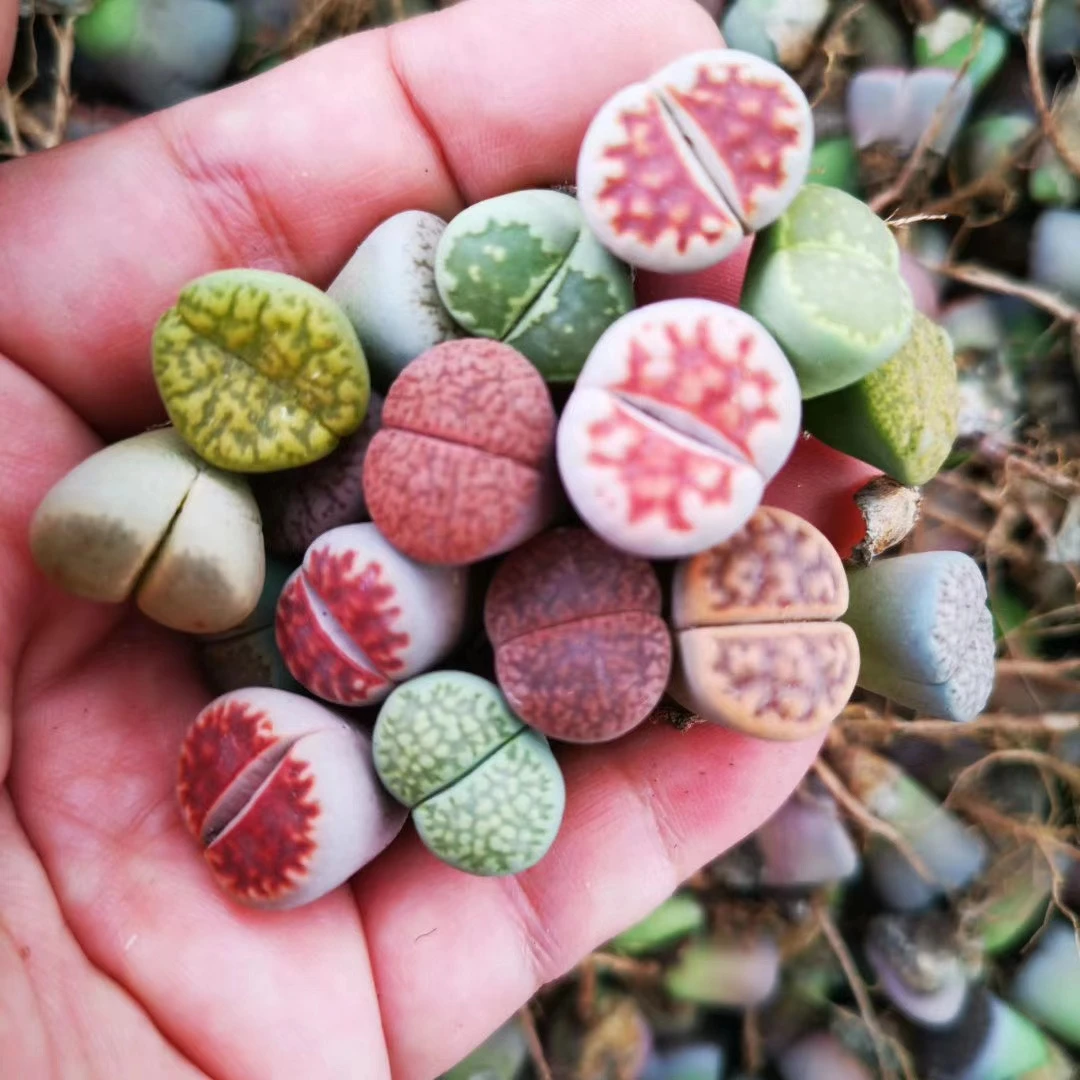 Colorful Lithops wholesale cactus succulent plants living stones Lithops seed
