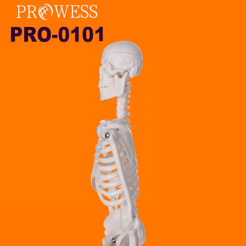 PRO-0101 Simulation model for Medical Science anatomy 1.5ft, 2ft, 3ft, 5ft, 6ft, 12ft skeleton halloween Model For Sale