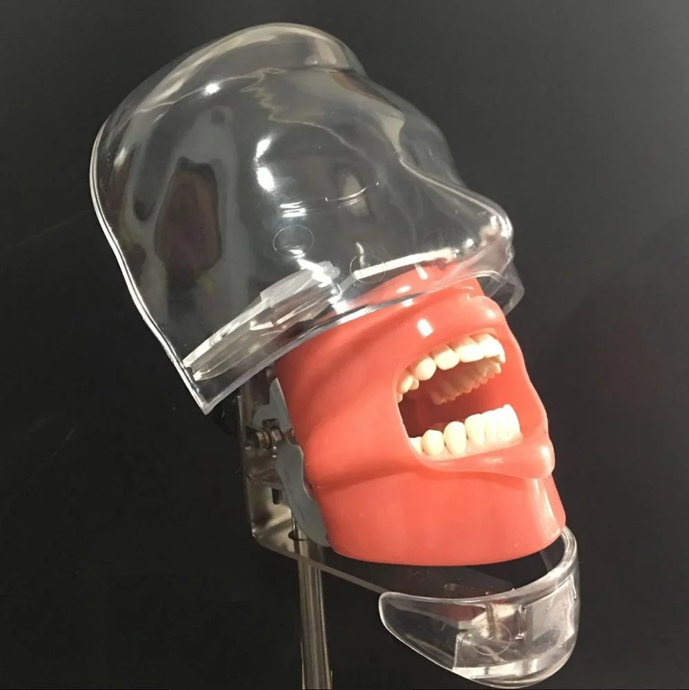 Cheap dental simple training Phantom head model