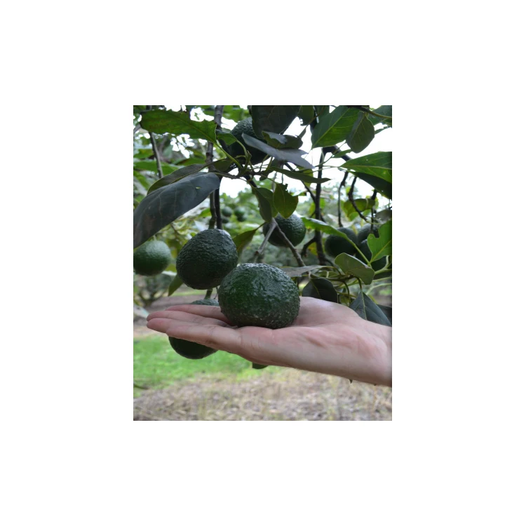 
Best Quality Fresh Mexican Hass Avocado Fruit 