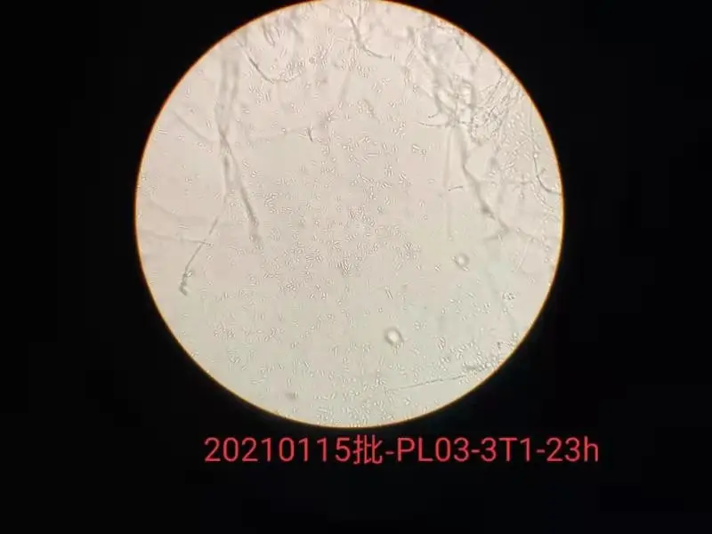 
Factory Sale Various Safe Bactericide Trichoderma Spp Pesticides Price 