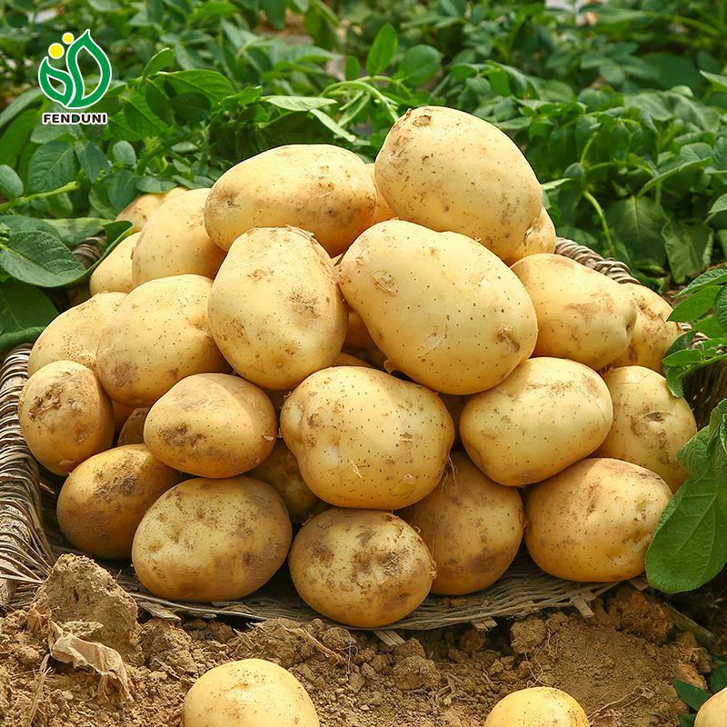 100% Organic High quality Holland Potato Fresh Potatoes Potato From China