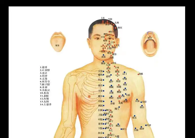 Clear Chinese medical acupuncture charts points human body acupoint meridian map
