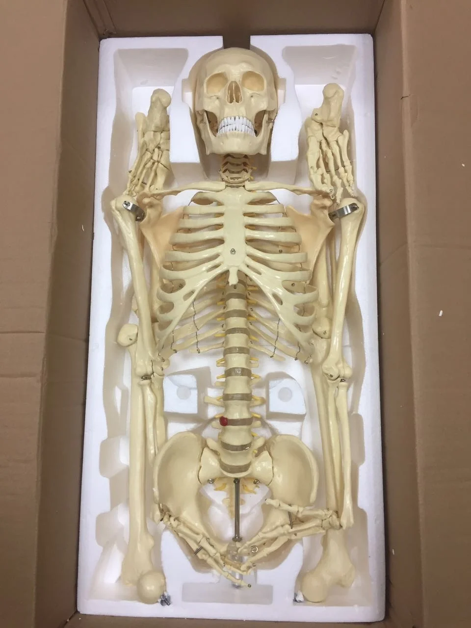 170cm Life Size Medical With Ligament Human Anatomy Skeleton 3D Model