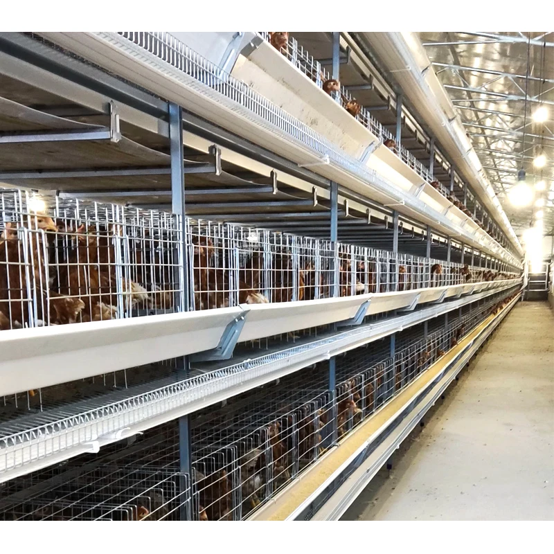Full Automatic Poultry Farming Chicken Feeder Line H Type Chicken Cage for 15000 Chicken
