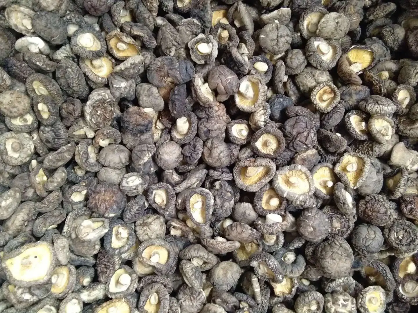 factory wholesale Dehydrated mushroom