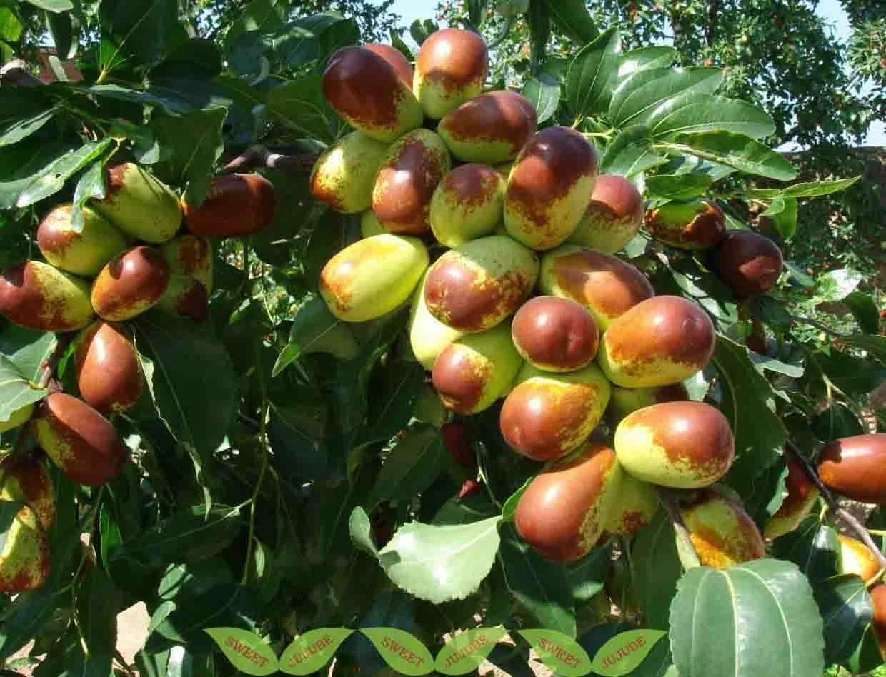 wholesale manufacturer jujube honey price bulk sidr honey