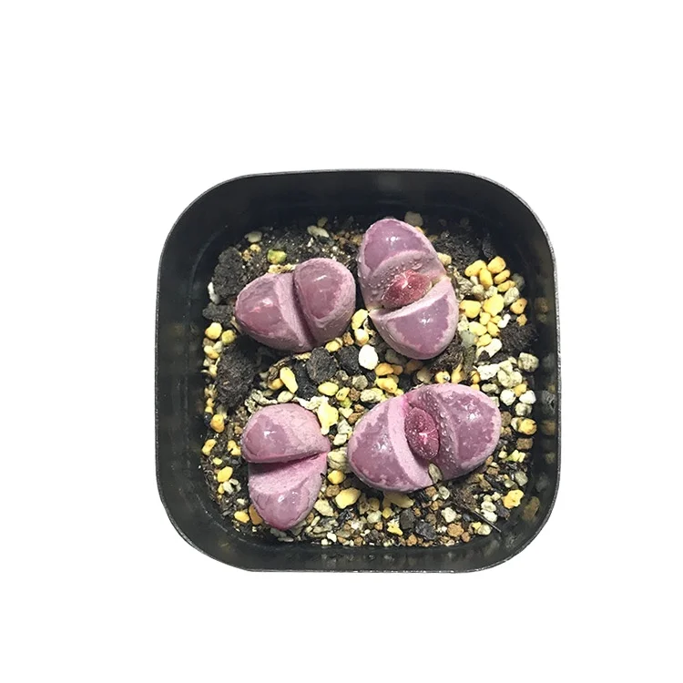 
wholesale live cactus nurseries succulent pink lithops plant succulent 