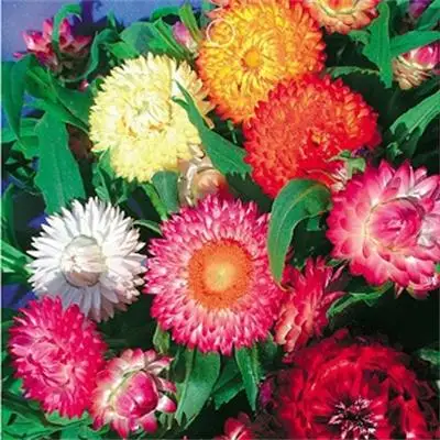 Сенсорный экран здоровая поставка сад соломенный цветок цветочные семена