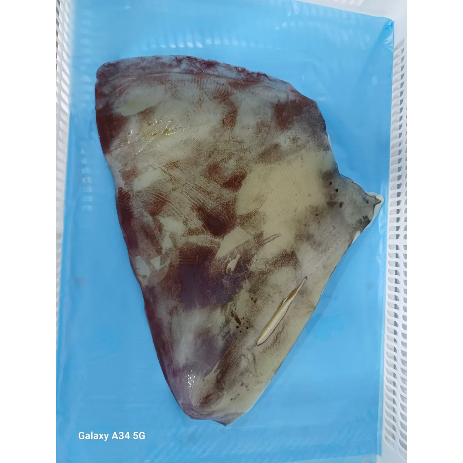 Frozen Giant Squid Fillet with Wings Premium Quality Seafood