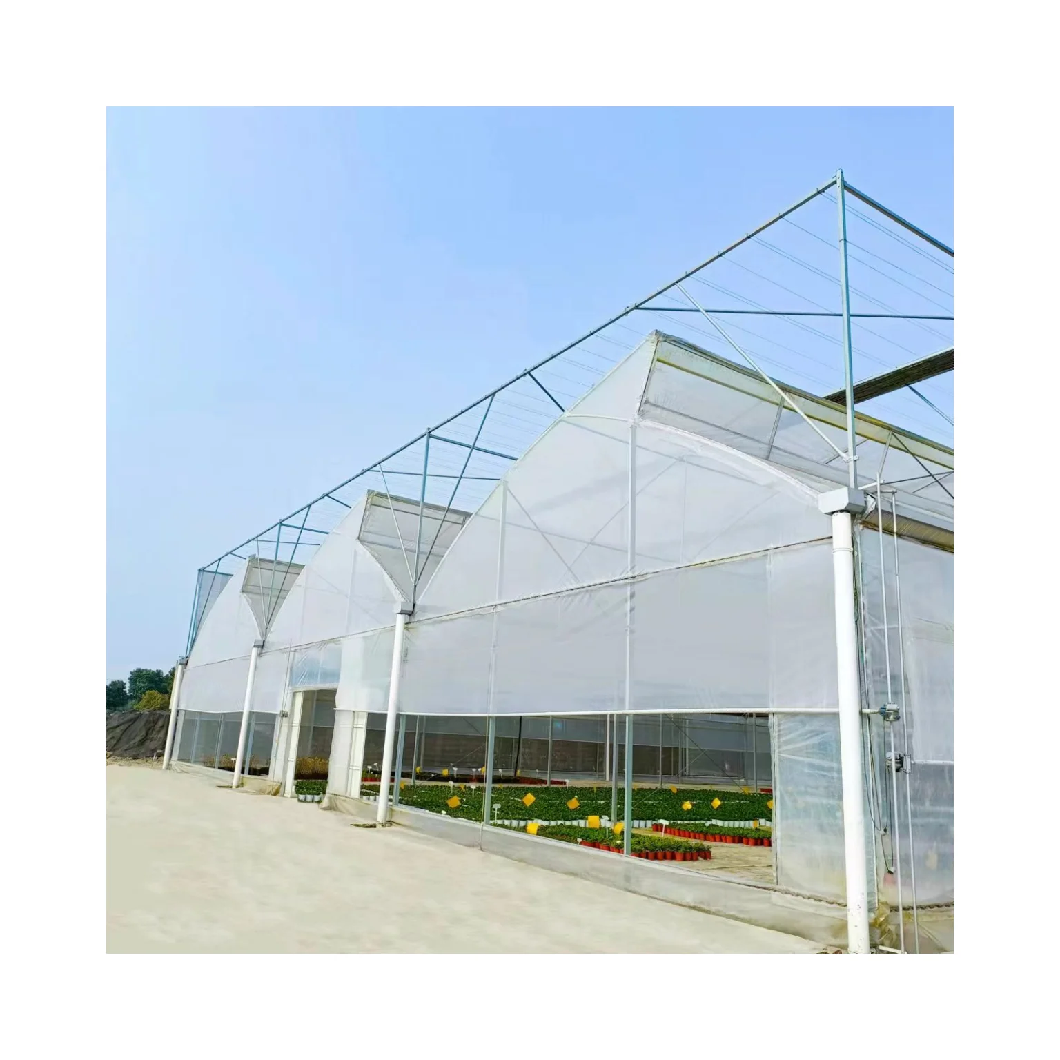 CHOYUEH Commerical Agricultural Greenhouses Multi-span Greenhouse Sawtooth Greenhouse With Excellent Ventilation System