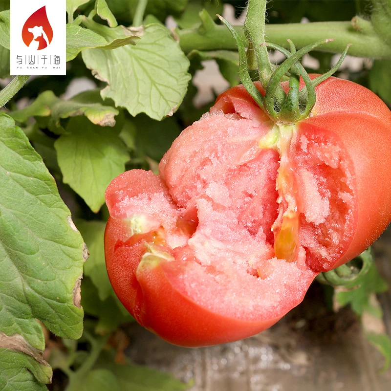 Farmhouse Careful Planting Shipping Fresh Tomatoes China Brand Names Fresh Tomato