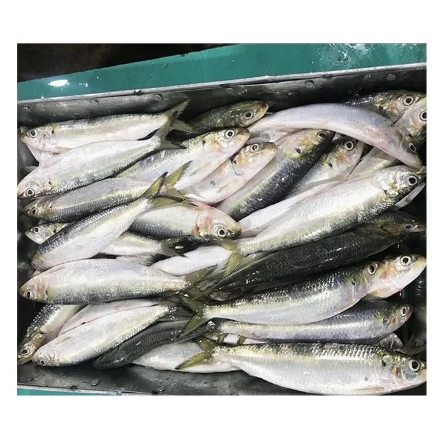 Замороженные сардины, сардины, рыбы для консервирования и приманки
