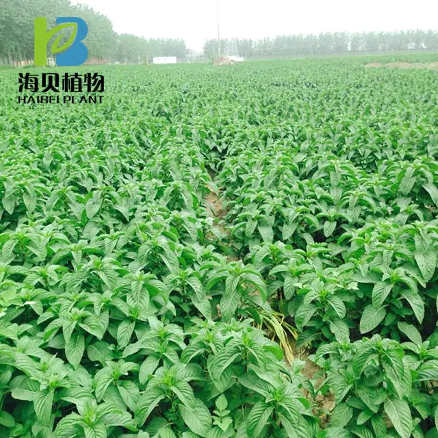 Manufacturer Supply Mentha Piperita Oil - 100% Pure Organic Certified Mentha Piperita China Edible Essential Oil