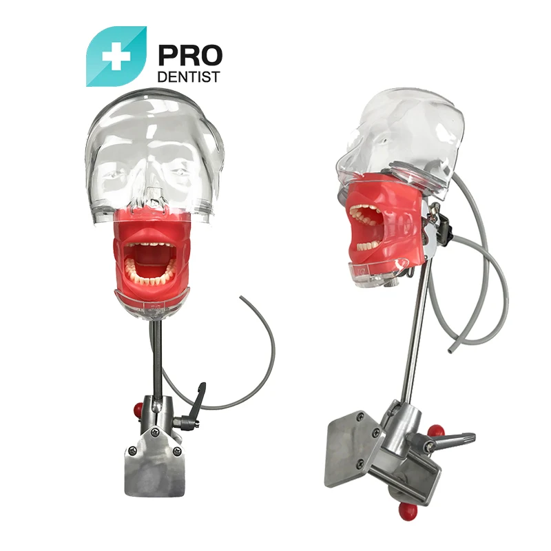 Dental Simulator Phantom Head Model for Education Dentist Training Practice