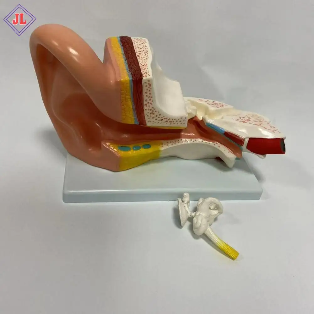 Medical Anatomical Series Middle Ear Model for teaching