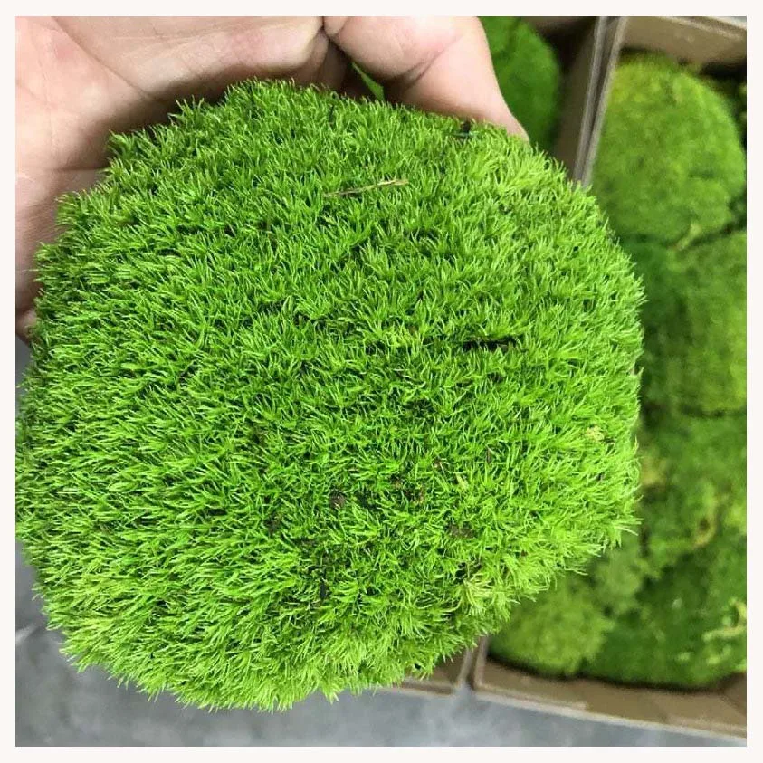 Wholesale moss preserved real preserved moss for decoration real natural preserved moss for sale