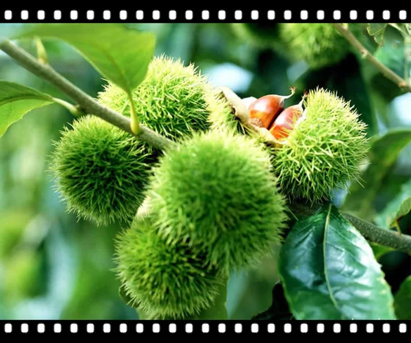 fresh chestnuts