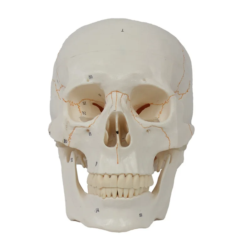 Life Size 3-parts numbered Skull Model with Full Set of Teeth Removable Skull and Articulated Mandible Detailed Product